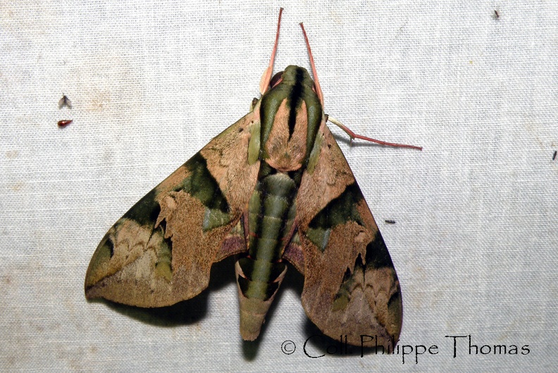 Eumorpha capronnieri (Boisduval, 1874)-In natura-1