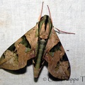 Eumorpha capronnieri (Boisduval, 1874)-In natura-1