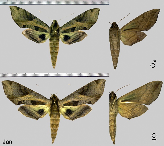 Eumorpha megaeacus (Hübner, 1819)