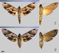 Eumorpha obliqua obliqua (Rothschild &amp; Jordan, 1903)