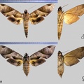 Eumorpha obliqua obliqua (Rothschild & Jordan, 1903)