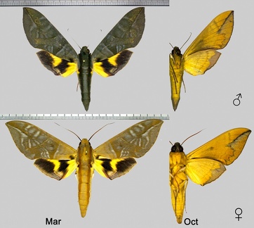 Eumorpha phorbas (Cramer, 1775)