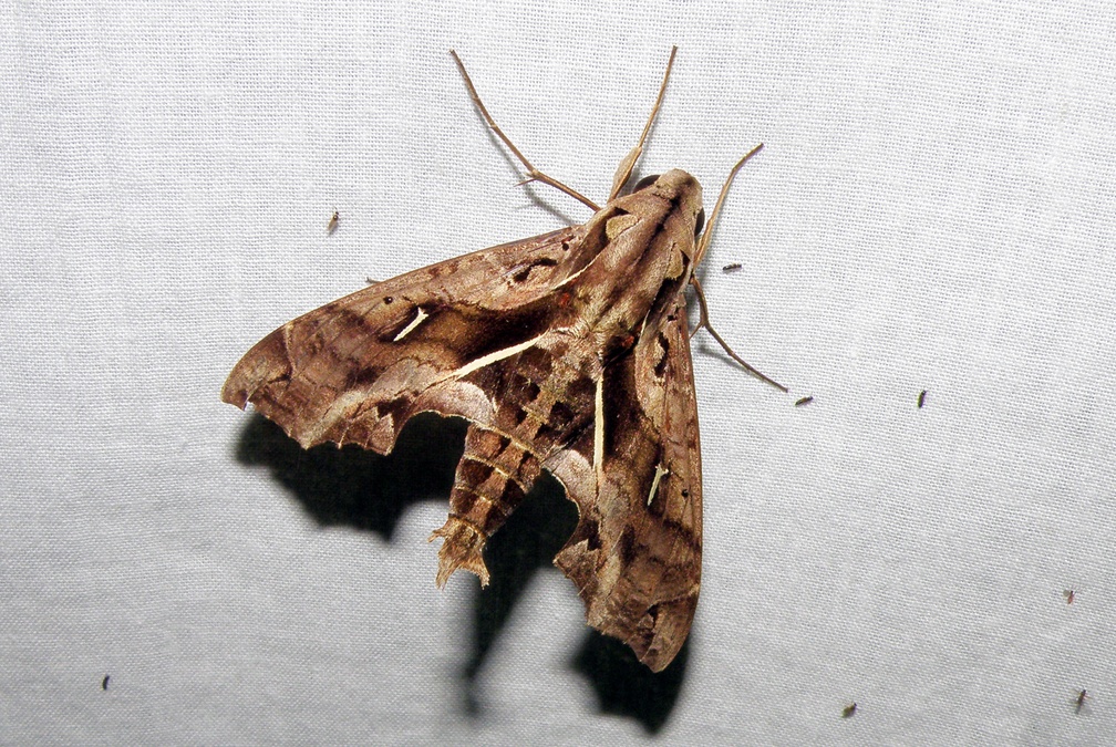 Hemeroplanes triptolemus (Cramer, 1779)-In natura