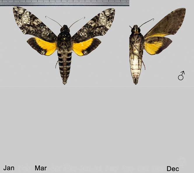 Isognathus excelsior (Boisduval, 1874).jpg