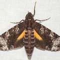 Isognathus excelsior (Boisduval, 1874)-In natura