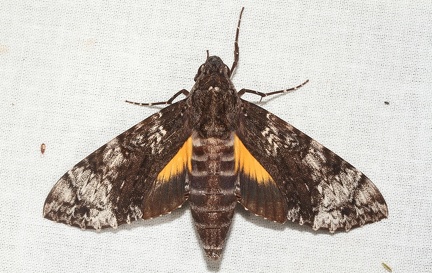 Isognathus excelsior (Boisduval, 1874)-In natura