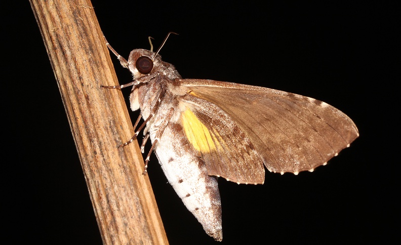 Isognathus excelsior (Boisduval, 1874)-In natura-1