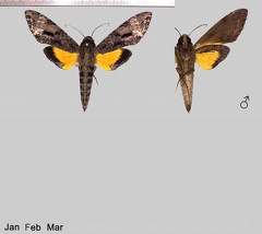 Isognathus swainsonii Felder &amp; Felder, 1862