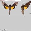 Isognathus swainsonii Felder & Felder, 1862
