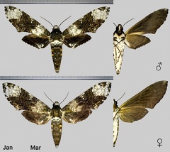 Manduca albiplaga (Walker, 1856)