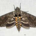 Manduca diffissa tropicalis (Rothschild & Jordan, 1903)-In natura