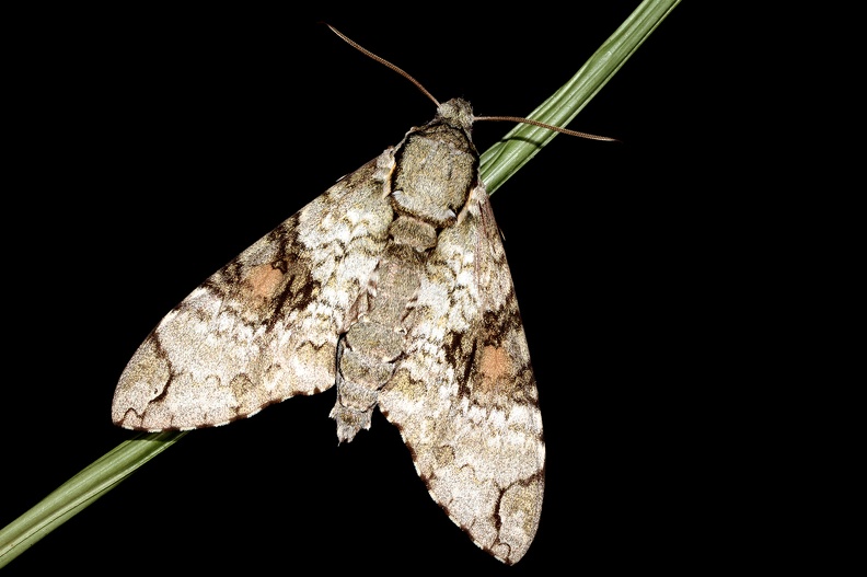 Manduca florestan (Stoll in Cramer, 1782)-In natura