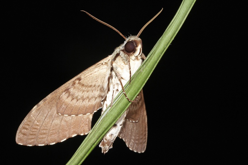 Manduca florestan (Stoll in Cramer, 1782)-In natura-1