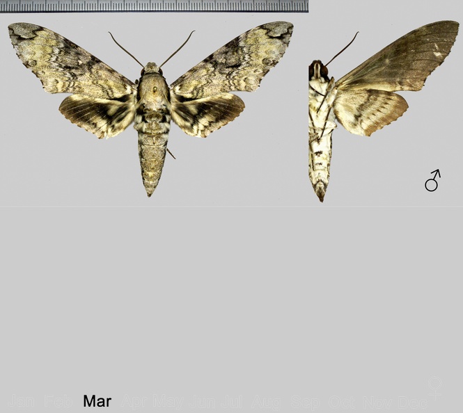 Manduca vestalis (Jordan, 1917).jpg