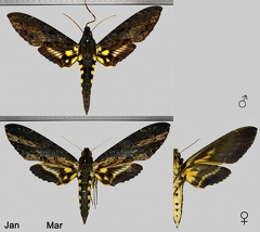 Neococytius cluentius (Cramer, 1775)