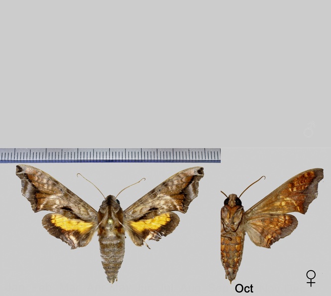 Nyceryx maxwelli (Rothschild, 1896)