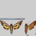 Nyceryx maxwelli (Rothschild, 1896)
