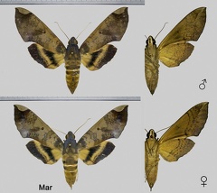 Pachylia ficus (Linnaeus, 1758)