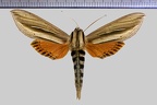 <!--hidden-->Phryxus caicus (Cramer, 1777)-Piste de Kaw