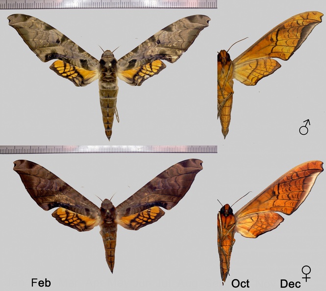 Protambulyx eurycles (Herrich-Schäffer, 1854)