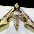Protambulyx goeldii Rothschild &amp; Jordan, 1903-In natura