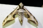 Protambulyx goeldii Rothschild &amp; Jordan, 1903-In natura