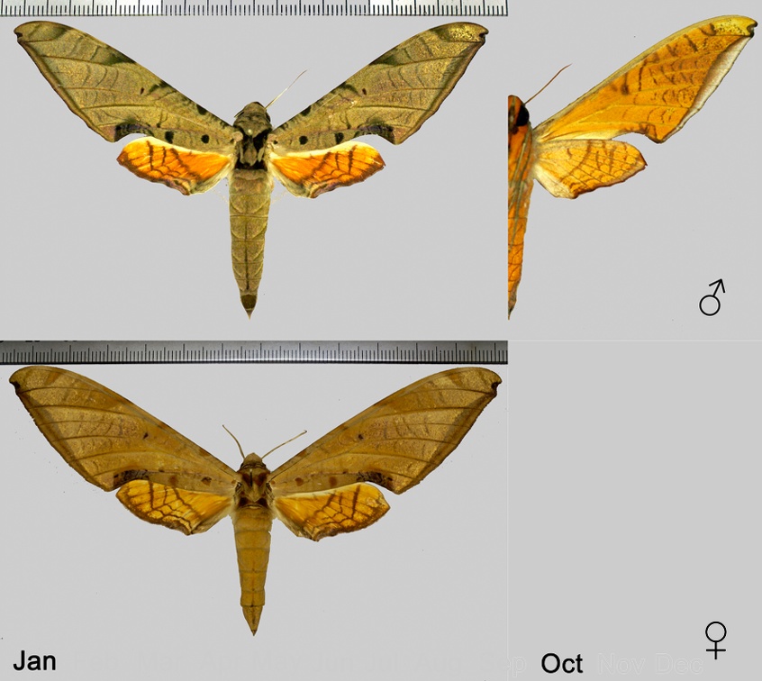 Protambulyx strigilis (Linnaeus, 1771)