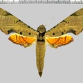 <!--hidden-->Protambulyx strigilis (Linnaeus, 1771)-Piste de Kaw