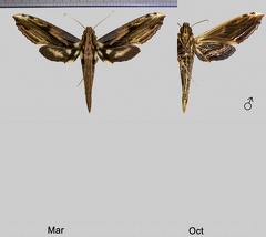 Xylophanes guianensis (Rothschild, 1894)