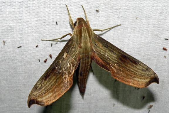 Xylophanes haxairei Cadiou, 1985-In natura