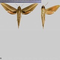 Xylophanes loelia (Druce, 1878)