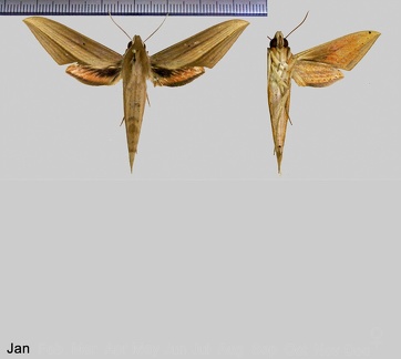 Xylophanes loelia (Druce, 1878)