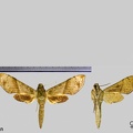 Xylophanes pistacina (Boisduval, 1874)