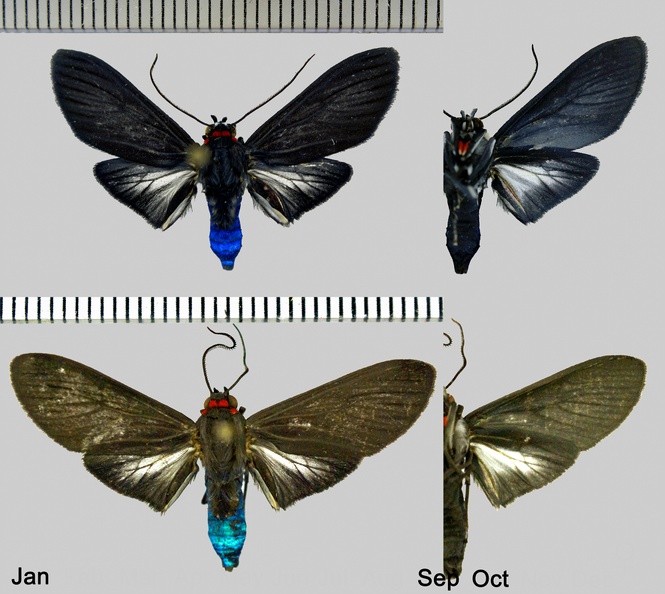 Episcepsis lamia Butler, 1877