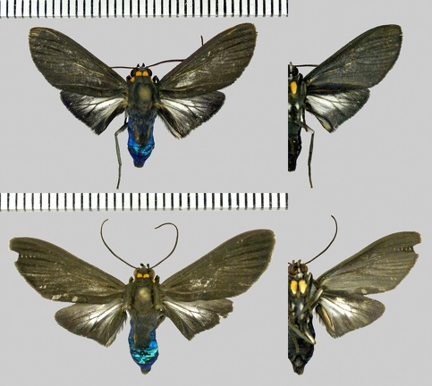 Episcepsis lamia Butler, 1877-Variations