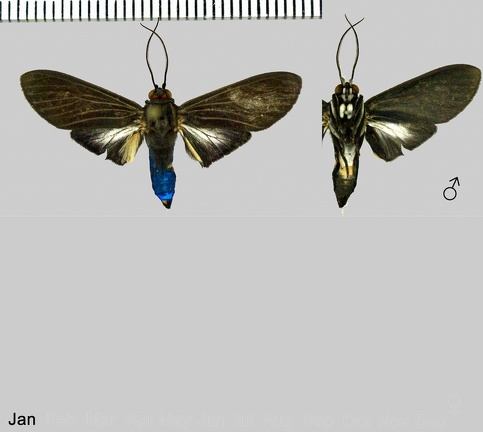 Episcepsis gnoma Butler, 1877