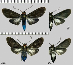 Episcepsis nigropunctata J.-A. Cerda, 2017