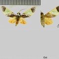 Trichromia albicollis (Hampson, 1905)