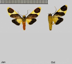 Trichromia cyclopera (Hampson, 1905)