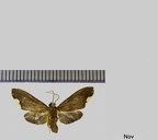 Trichromia furva (Schaus, 1905)