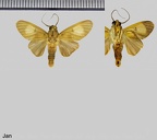 <!--hidden-->Trichromia leucoplaga (Hampson, 1905)-Patawa (Camp de)