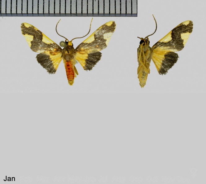 Trichromia metachryseis (Hampson, 1905).jpg