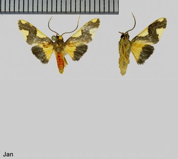 Trichromia metachryseis (Hampson, 1905)