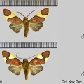 Trichromia onytes (Cramer, 1777)