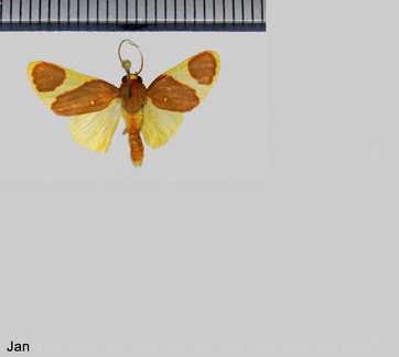 Trichromia perversa (Rothschild, 1909)