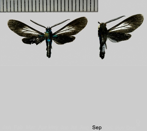 Napata terminalis terminalis (Walker, 1854)