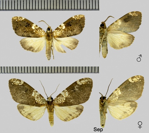 Ochrodota brunnescens Rothschild, 1909