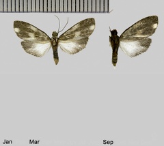 Areva trigemmis Hübner, 1827-variations