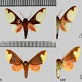 Pseudepimolis incarnata (Hampson, 1901)