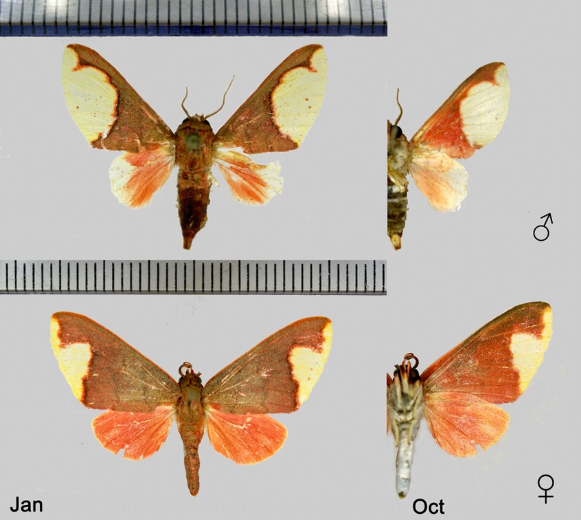 Pseudepimolis incisa (Rothschild, 1909)